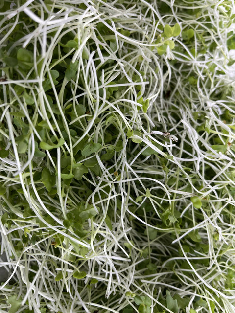 Organic Broccoli Microgreens