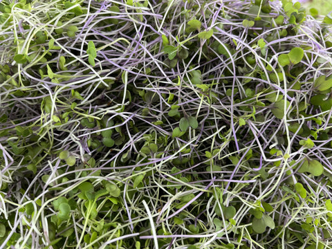 Organic Veggie Lovers Microgreen Mixed Salad